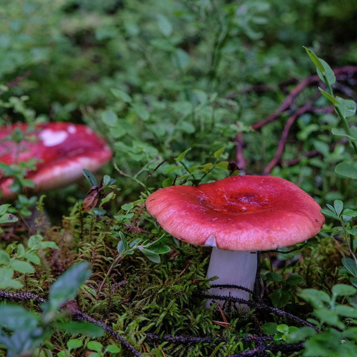 Сыроежка сардониксовая Russula Sardonia