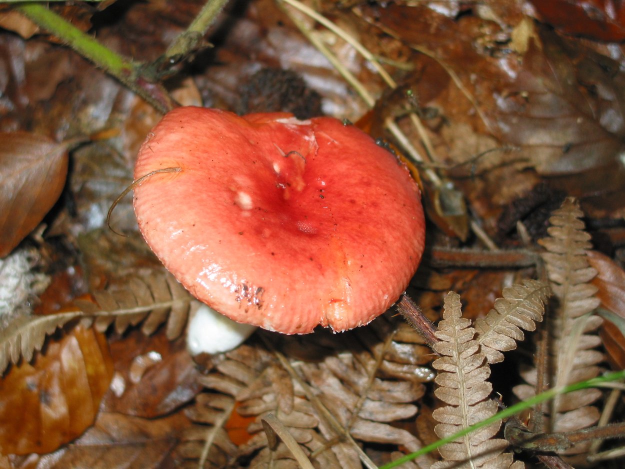 Сыроежка кроваво-красная (Russula sanguinea)