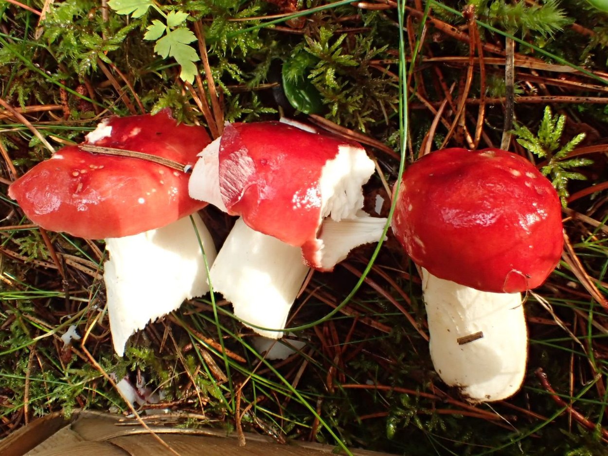 Грибы боровики сыроежки