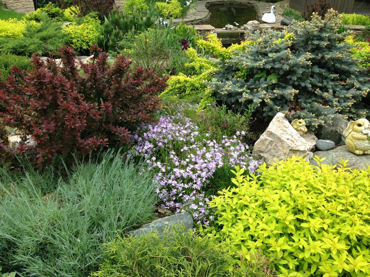 Миксбордер с барбарисом