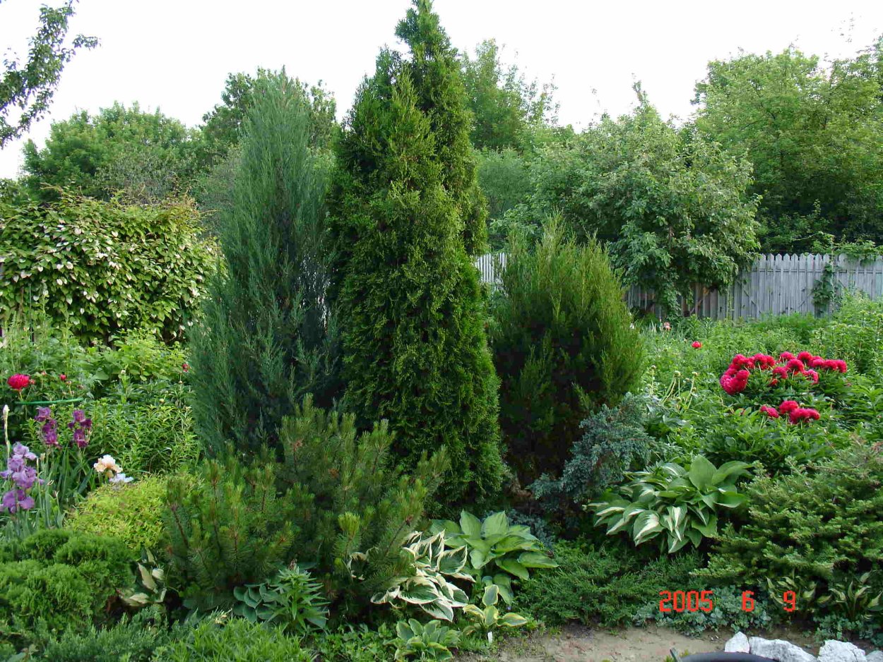 Можжевельник Блю Эрроу в миксбордере