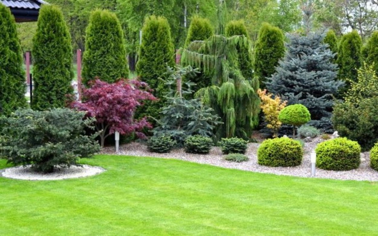 Туя Даника Ауреа в ландшафте