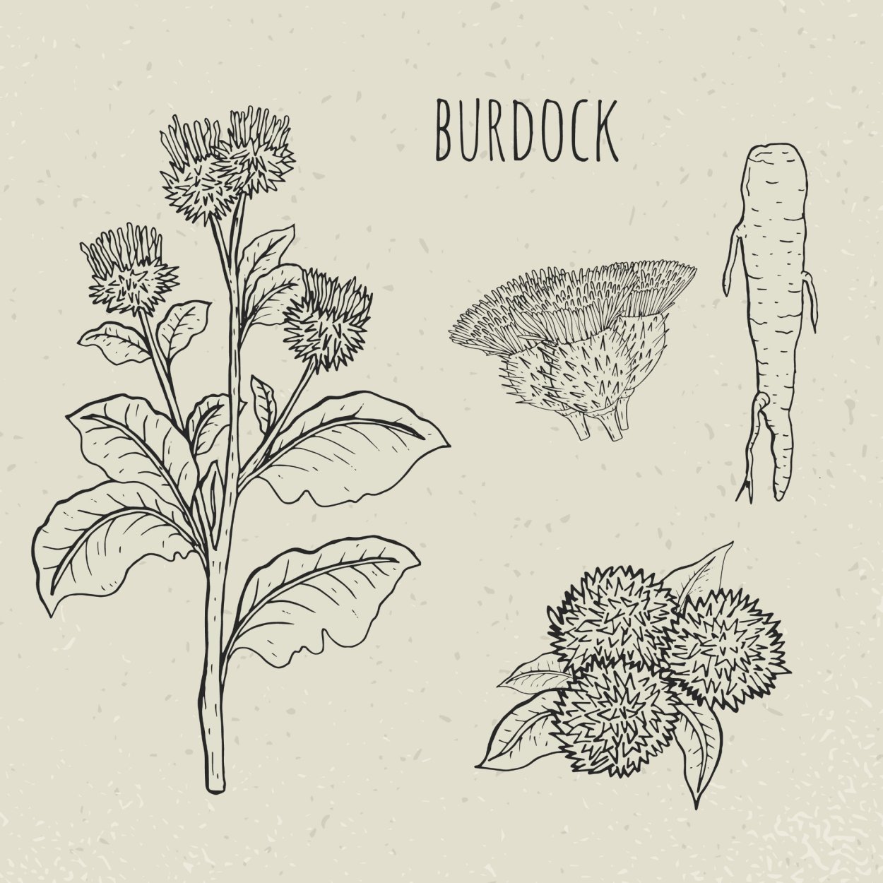 Строение репья