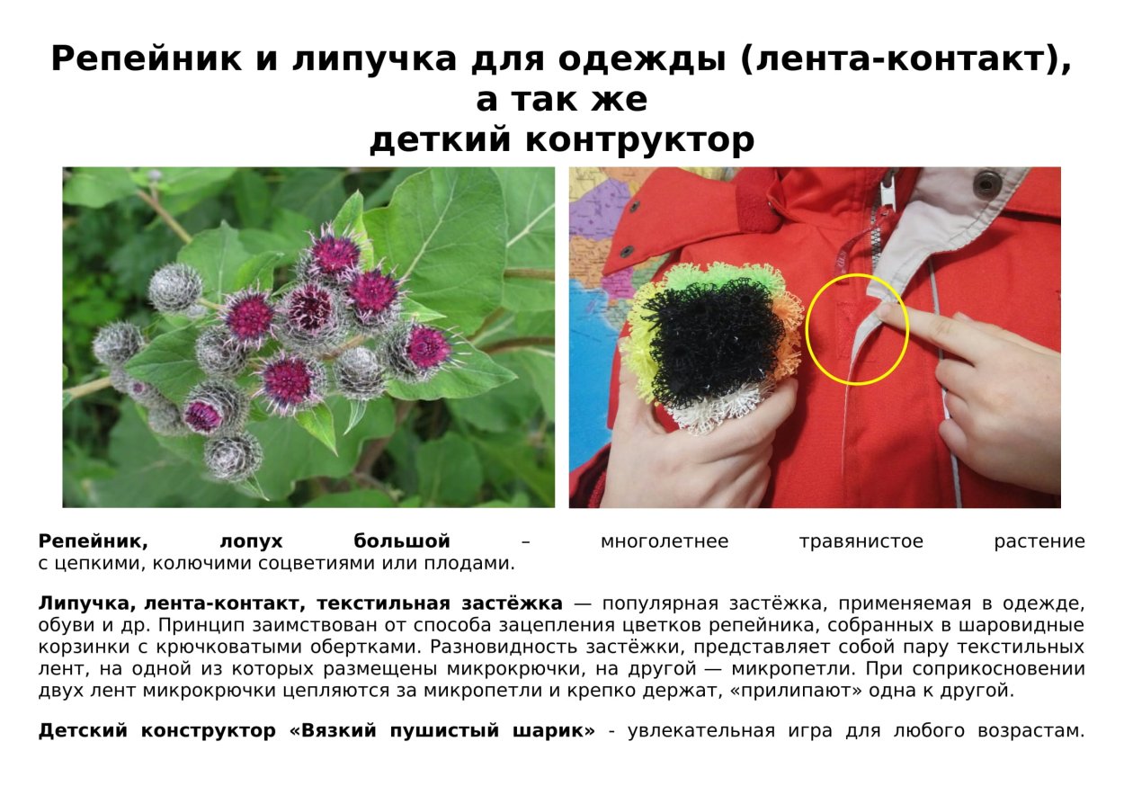 Бионика репейник и липучка