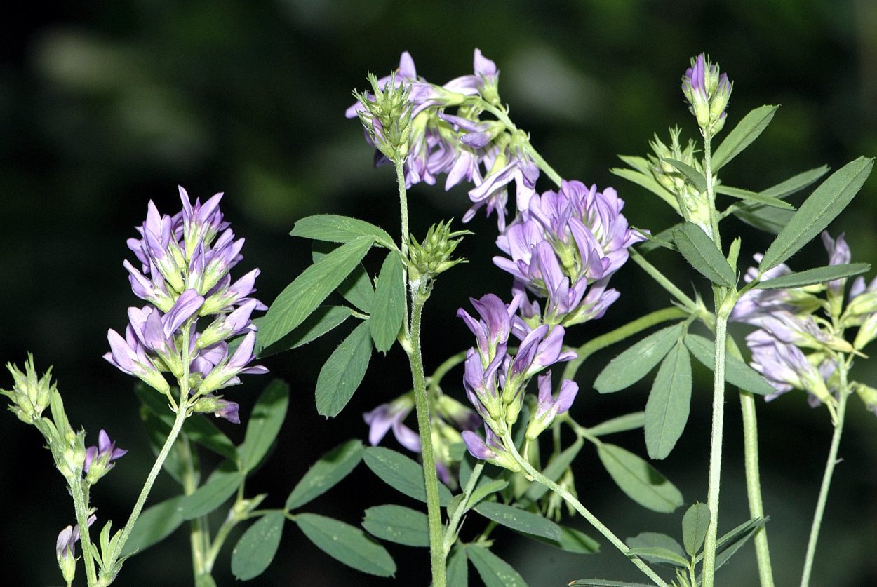 Люцерна посевная. Люцерна синегибридная. Medicago Sativa root. Люцерна синегибридная фото. Medicago Sativa roots rizosphera.