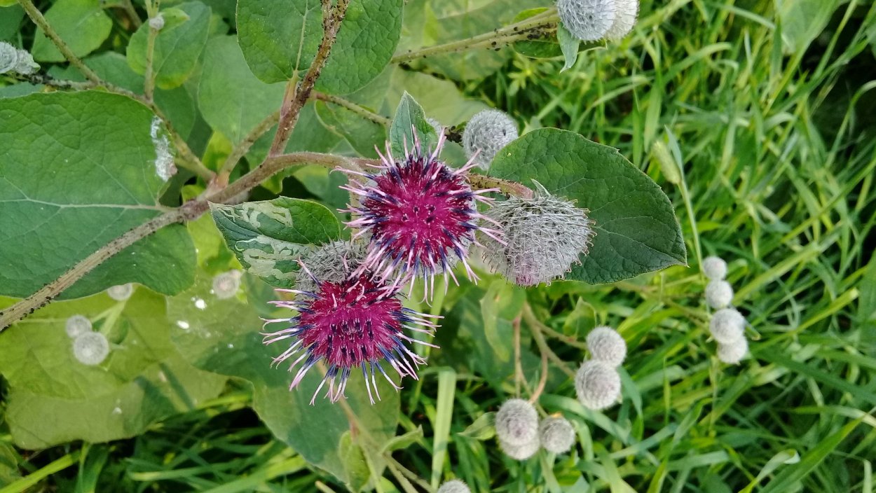 Шиповник лебеда репейник