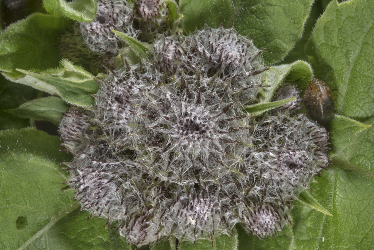 Arctium Lappa great Burdock листья