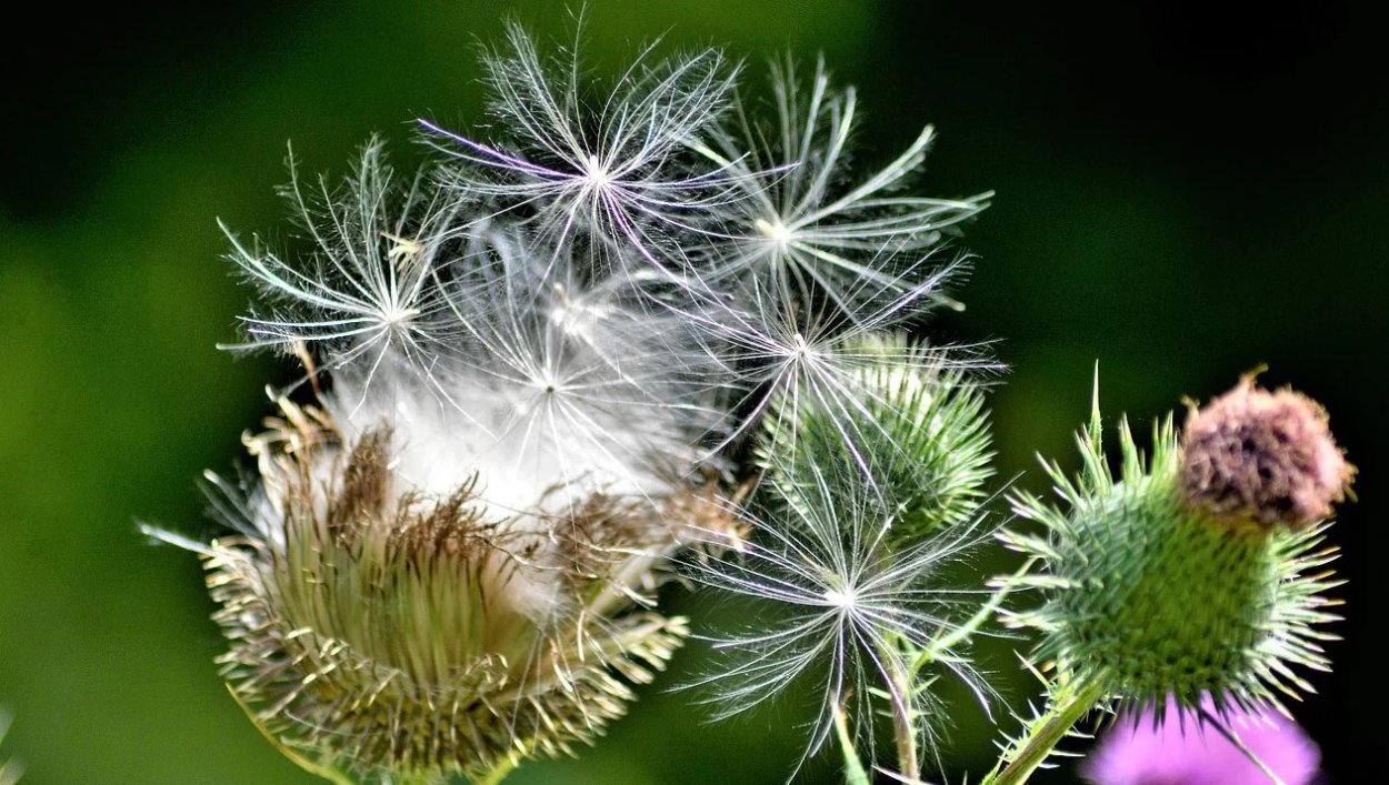 Татарник колючий семена