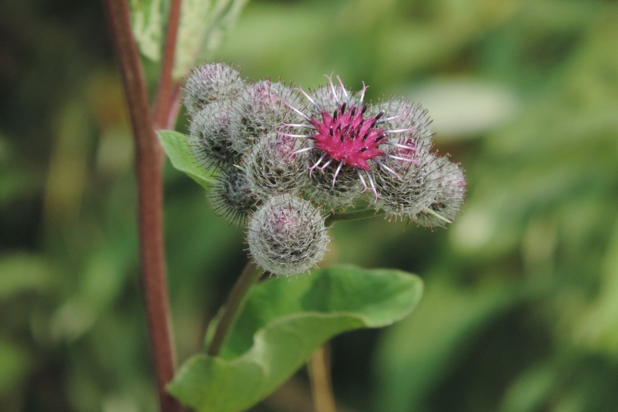 Репейник колючий