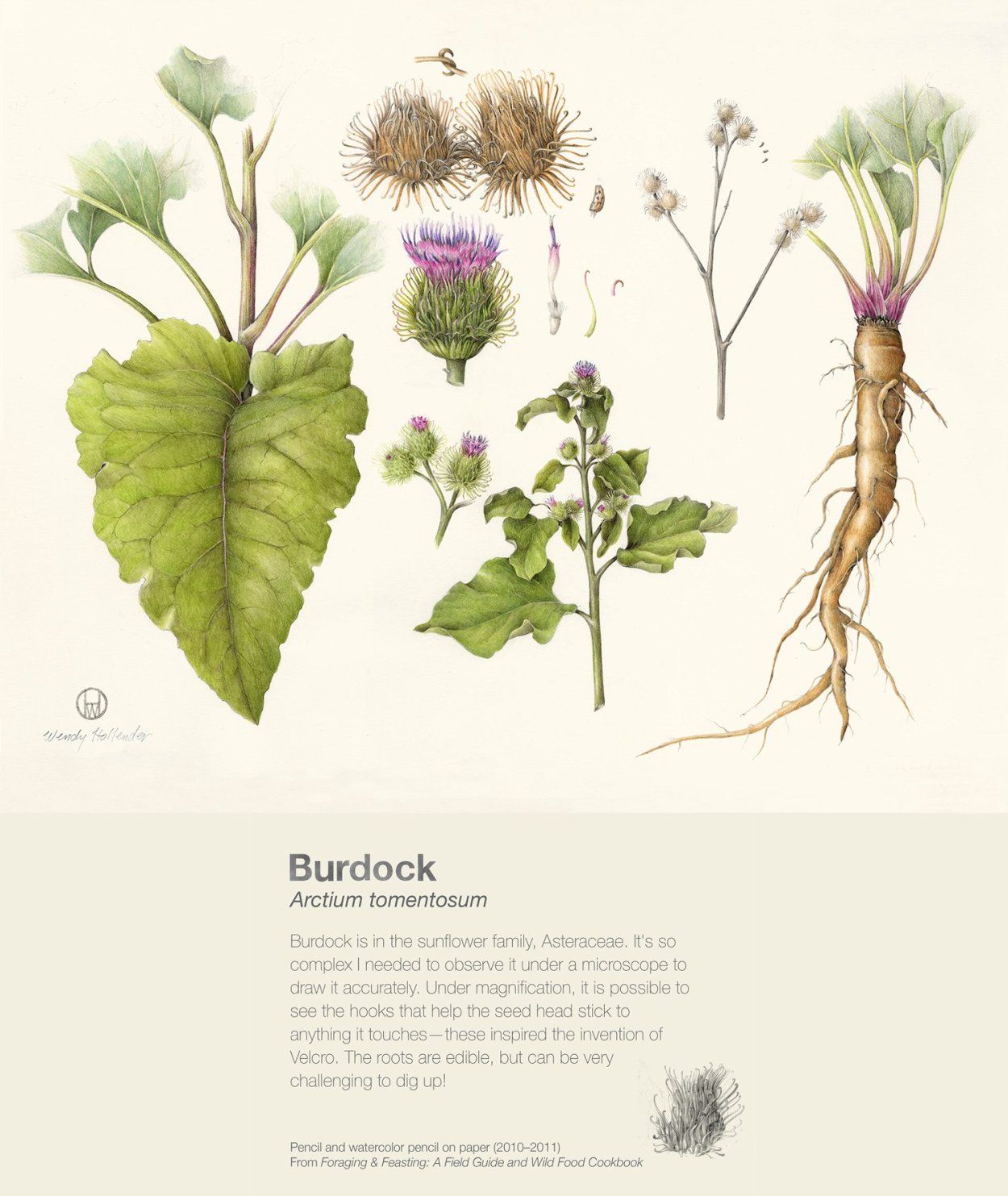 Arctium tomentosum гербарий