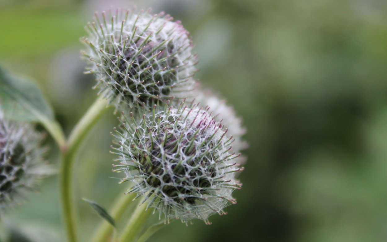 Лопух Arctium Lappa