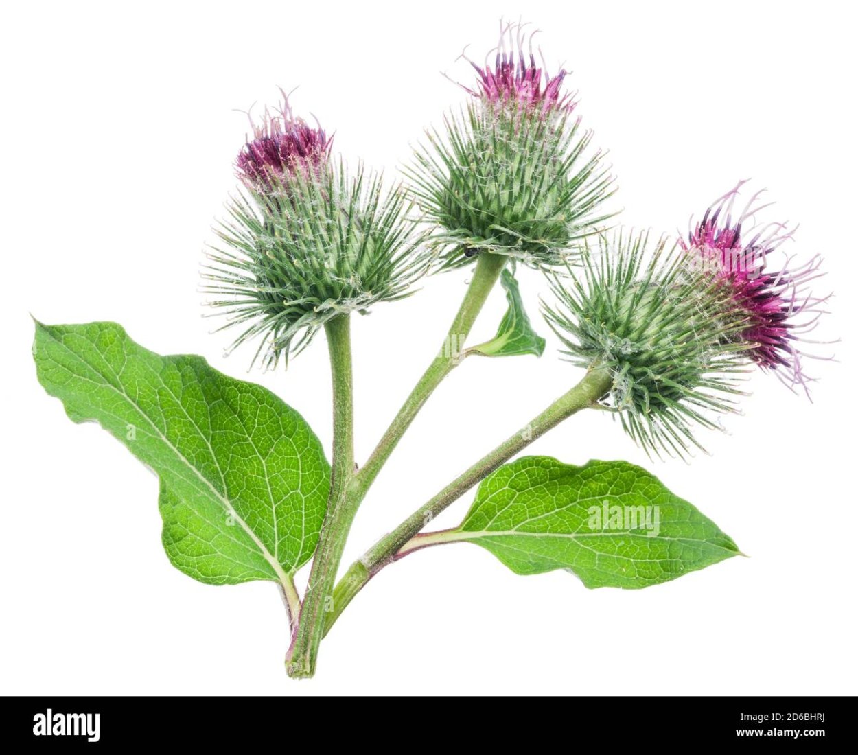 Дурнишник обыкновенный