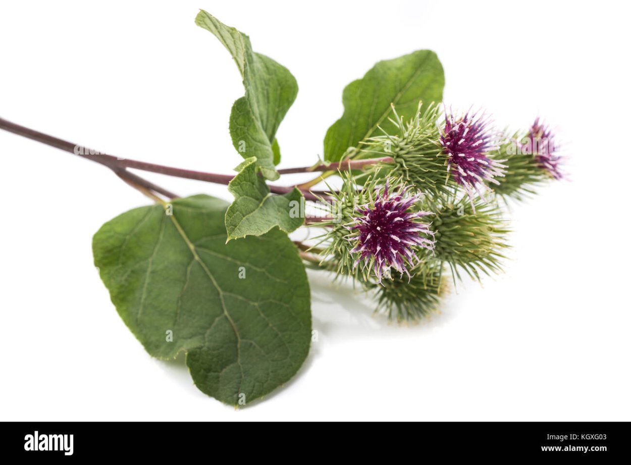 Репейник для детей