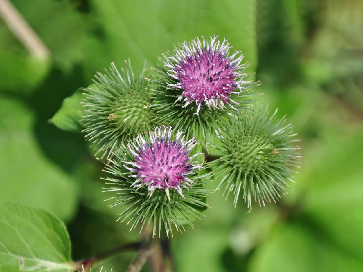 Arctium Lappa great Burdock листья