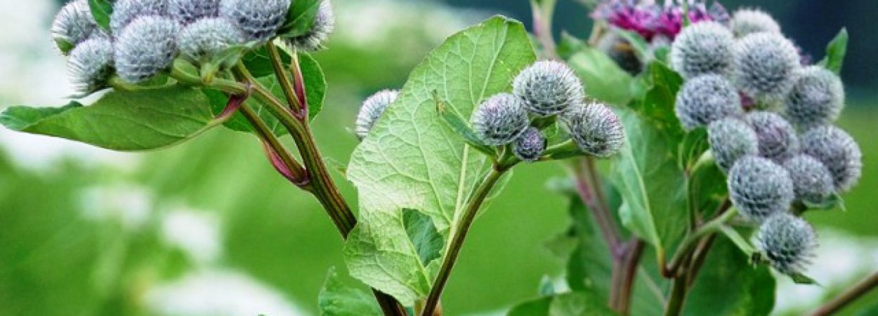 Лопух от трещин на пятках