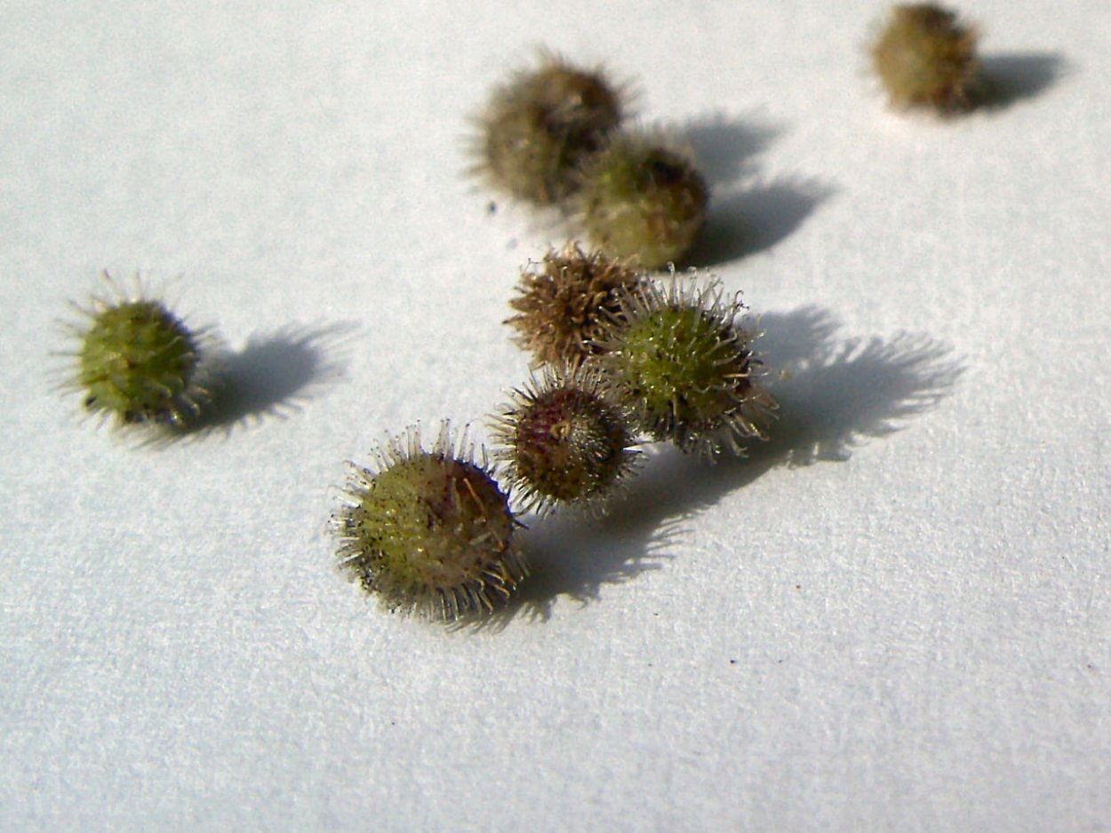 Биомимикрия репейник