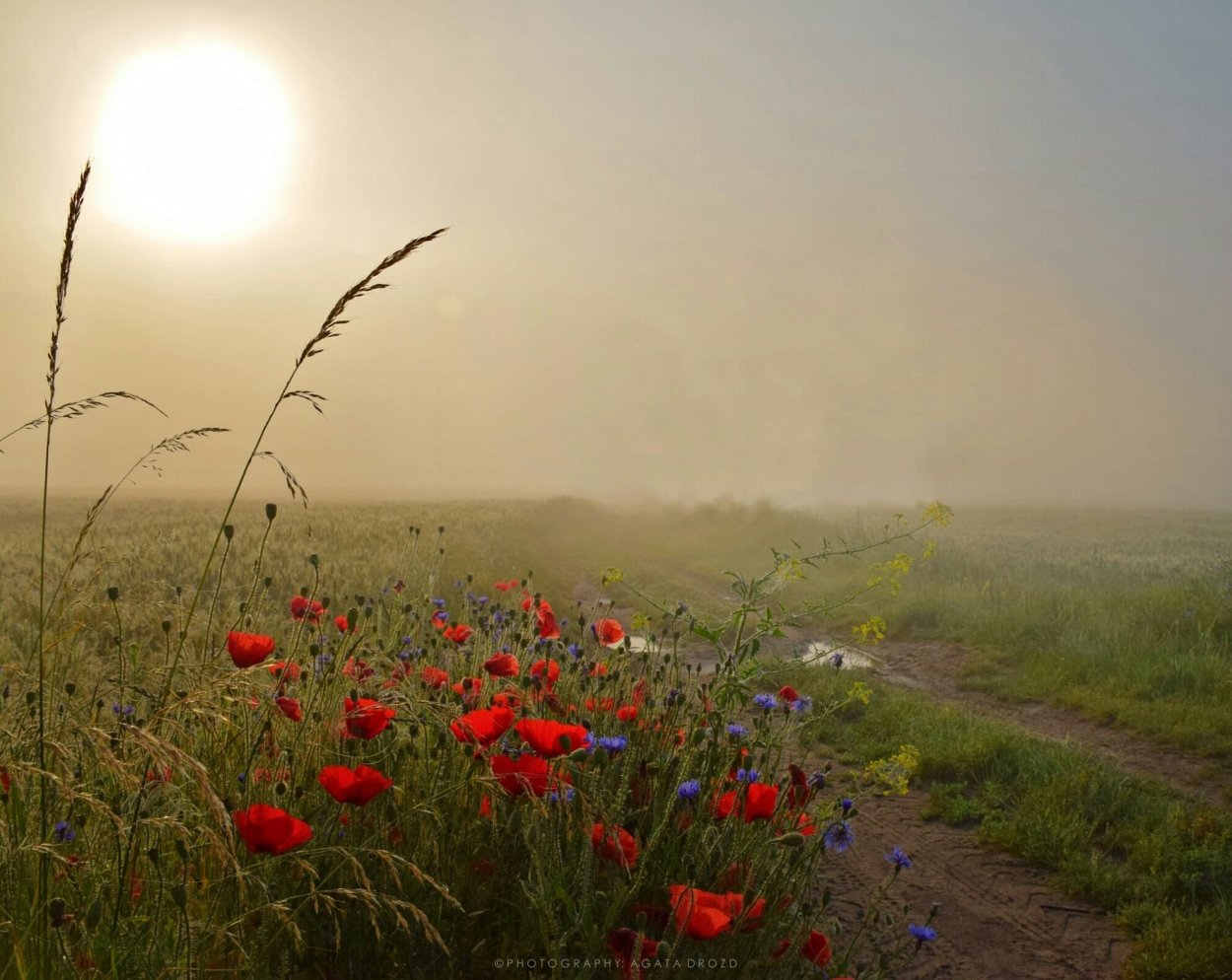 Утро в степи