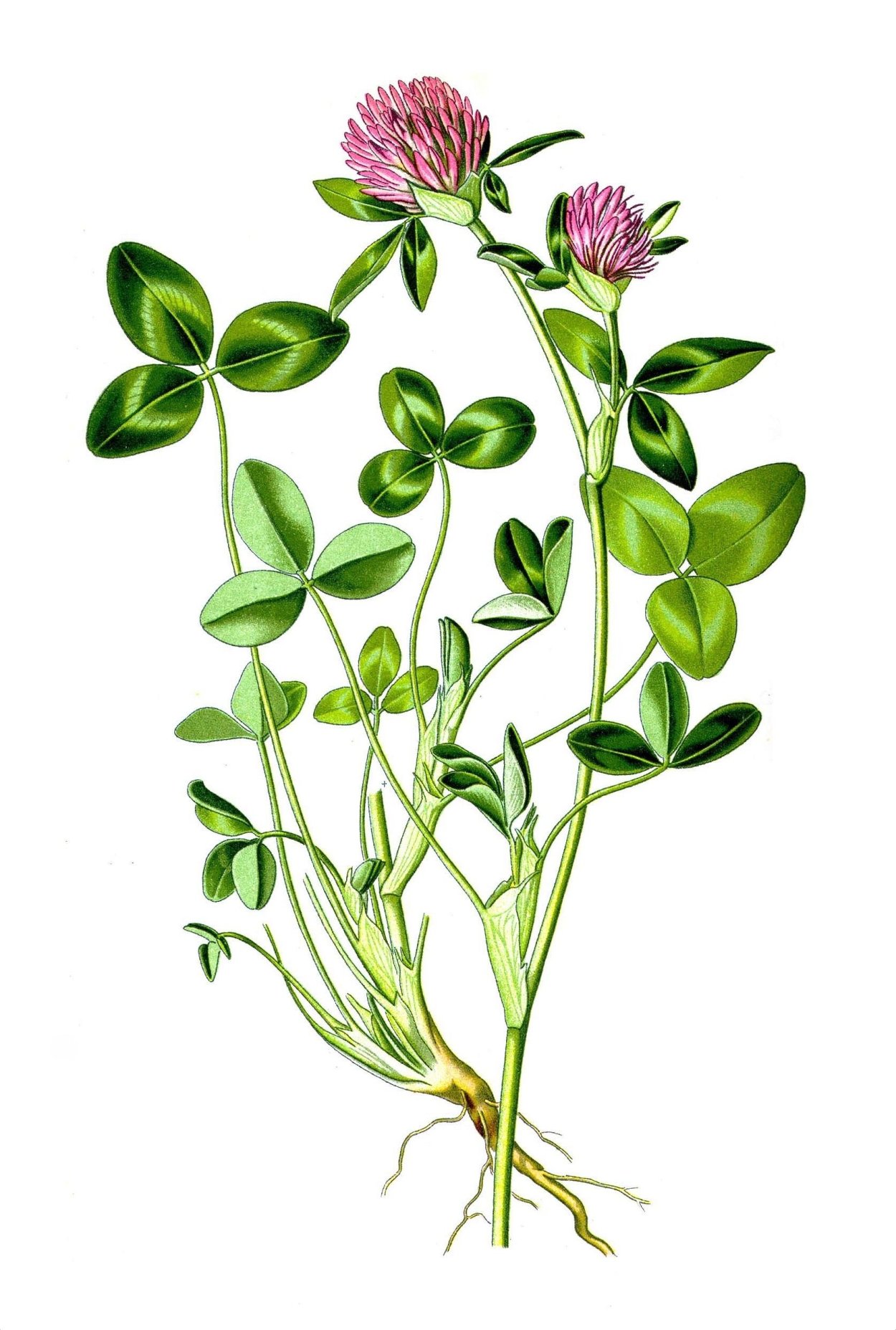 Род клевера Лугового