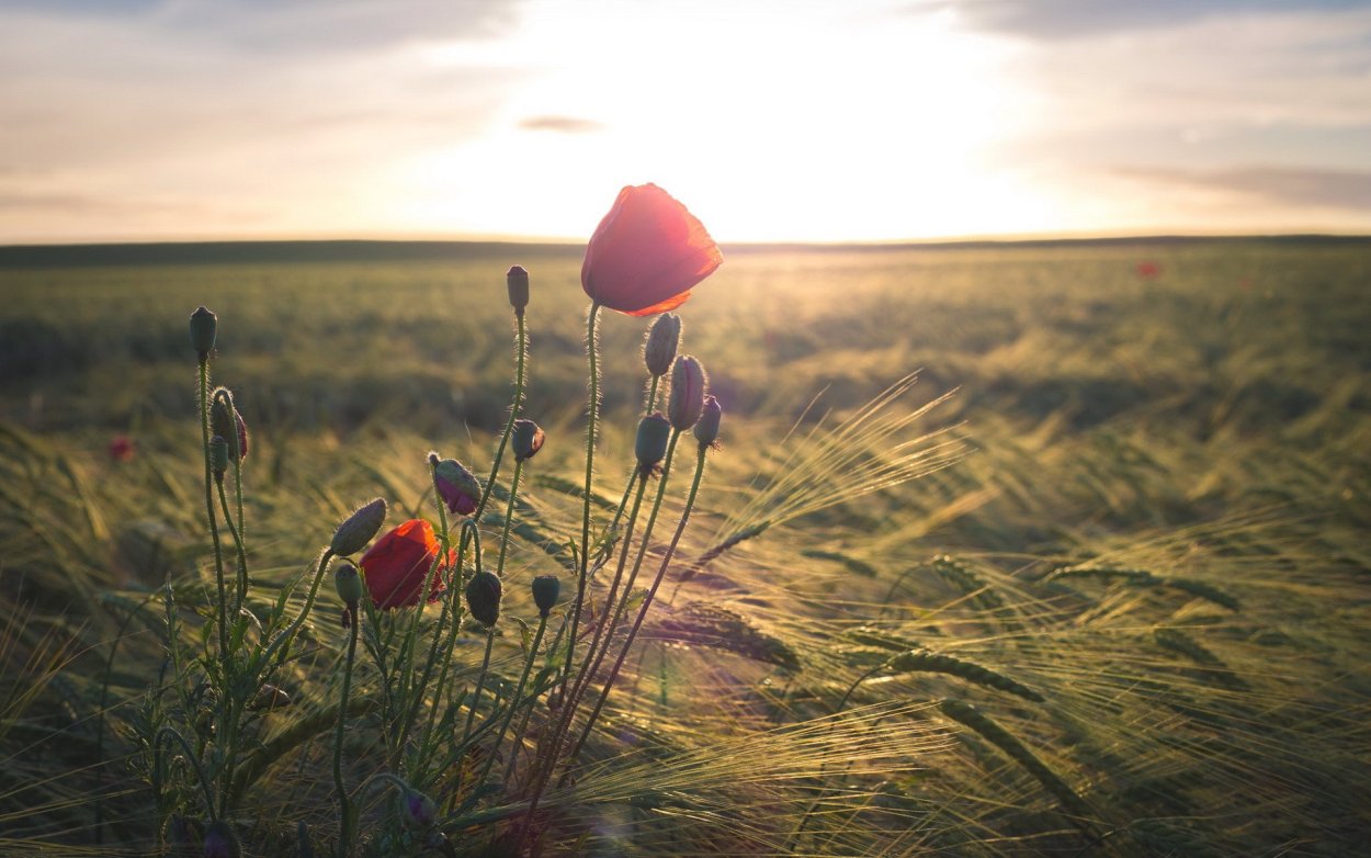 Нежность природа