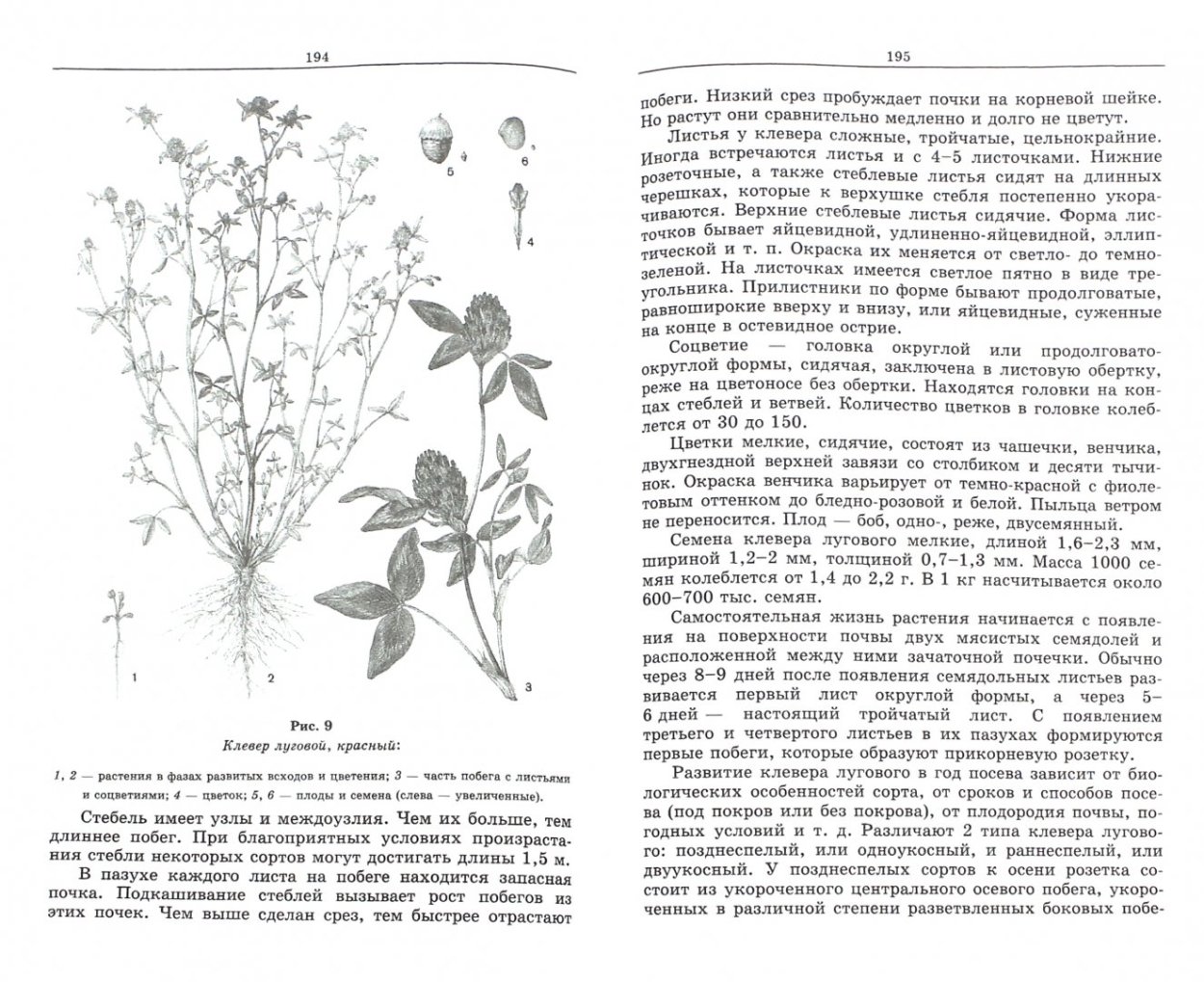 Клевер ползучий ботаника