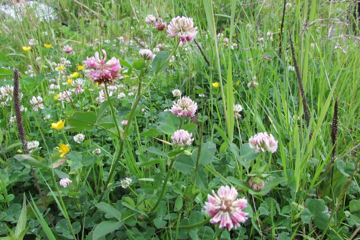 Клевер Луговой