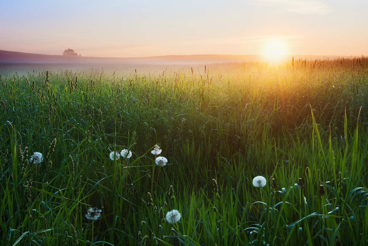 Туманное утро в поле