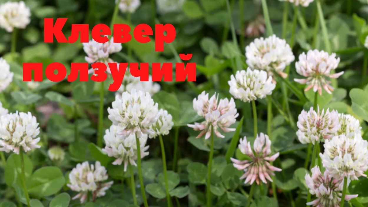 Плод клевера ползучего