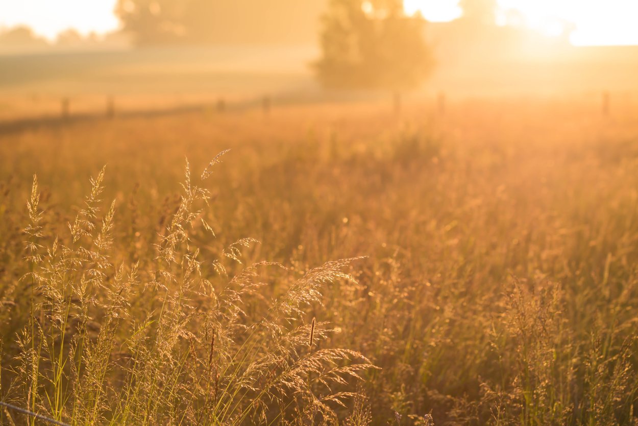 Маныч-Гудило Калмыкия тюльпаны