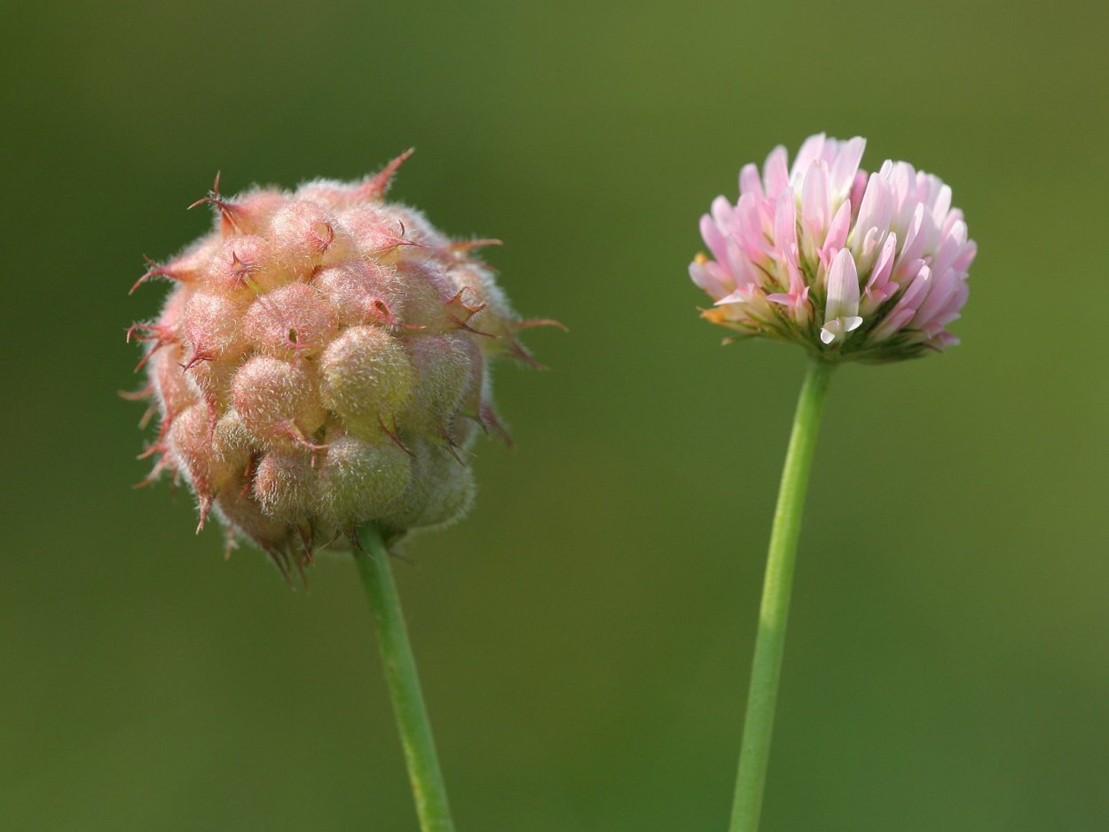 9. Клевер Луговой (Trifolium pratense)