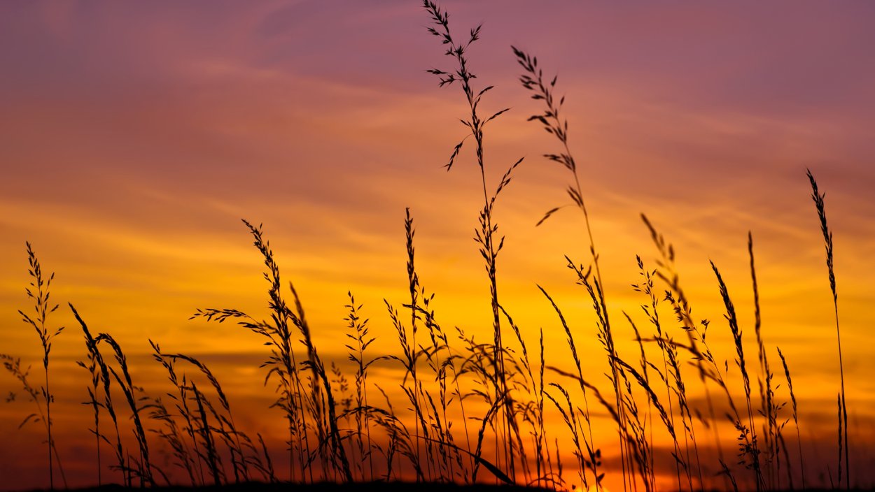 Лошадь в тумане в горах