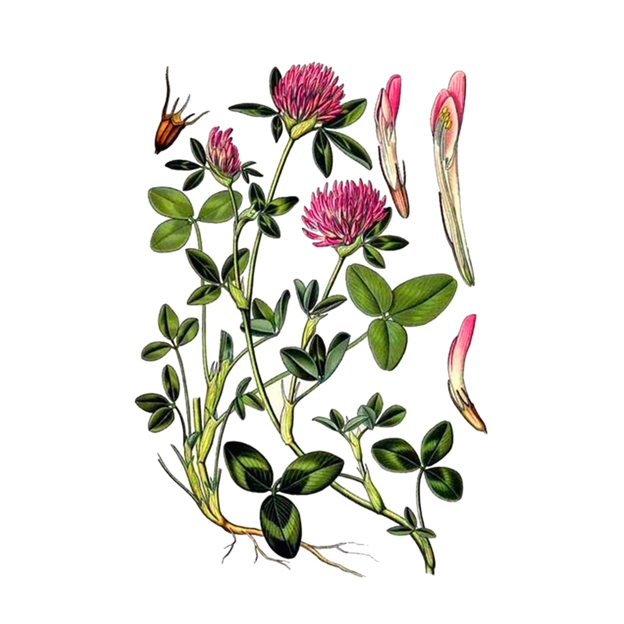 Клевер Луговой Trifolium praténse