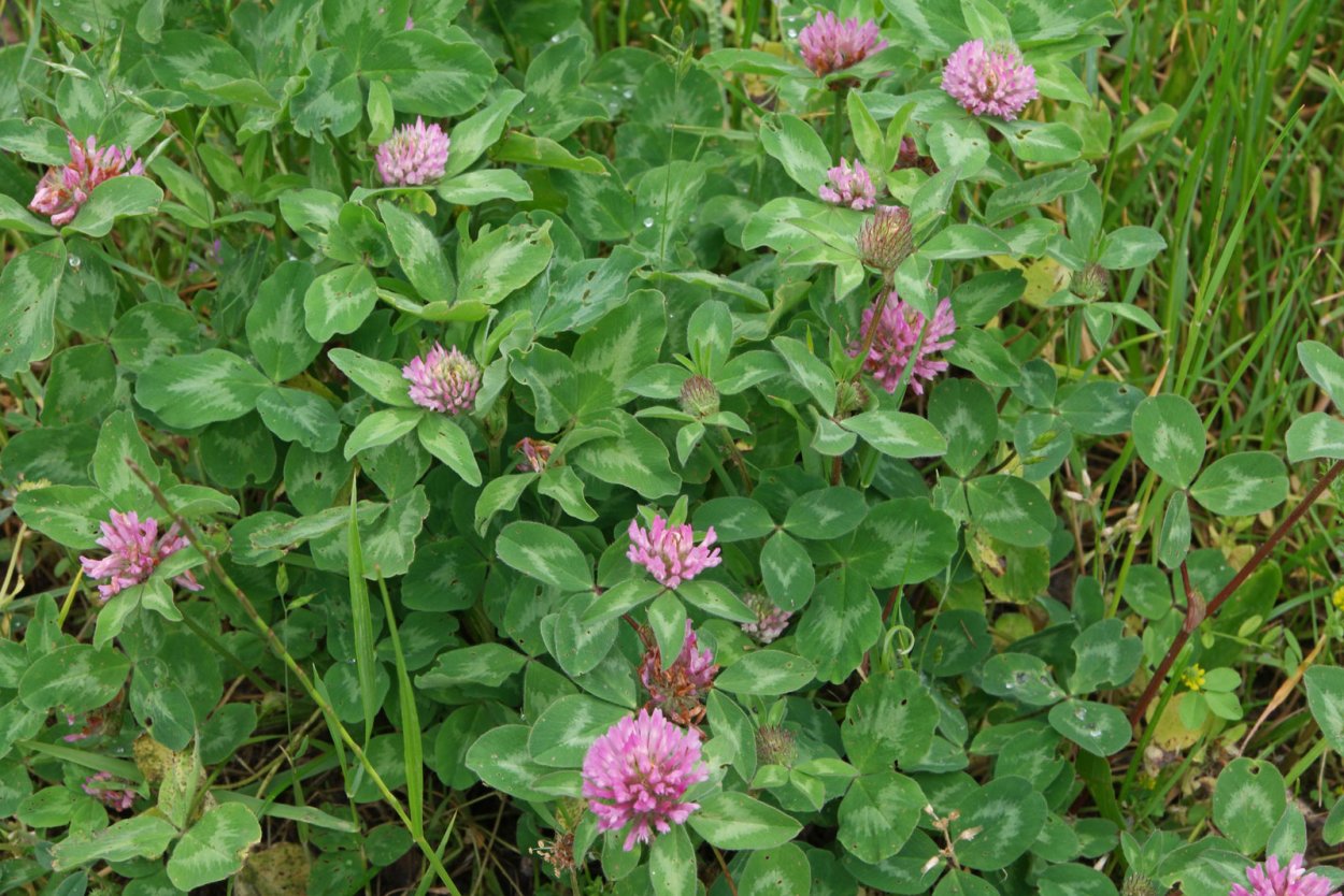 Красный Клевер Trifolium pratense