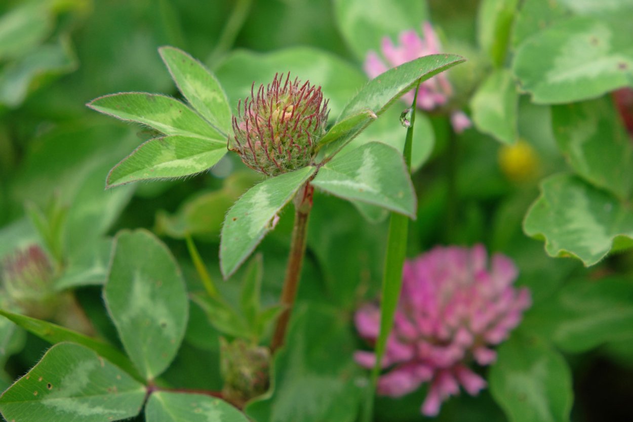 Клевер Луговой ботаника