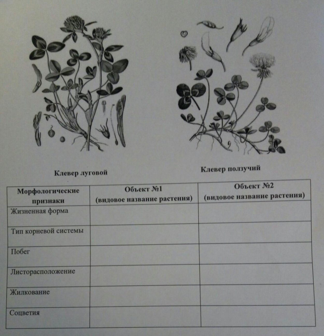 Белый голландский Клевер