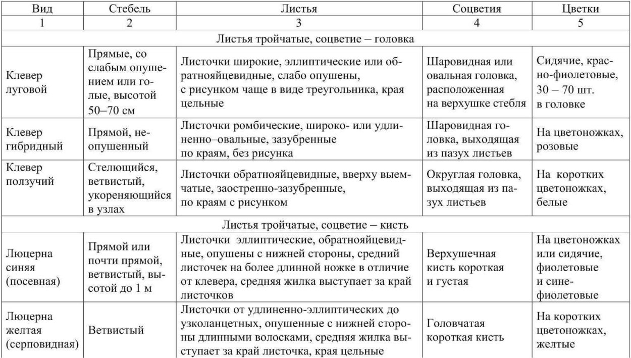 Клевер Луговой