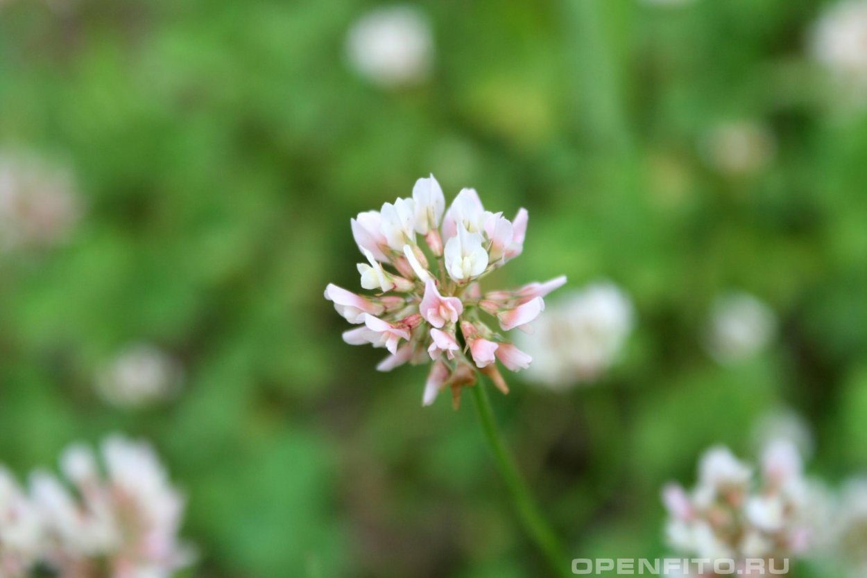 Клевер ползучий (Trifolium repens)