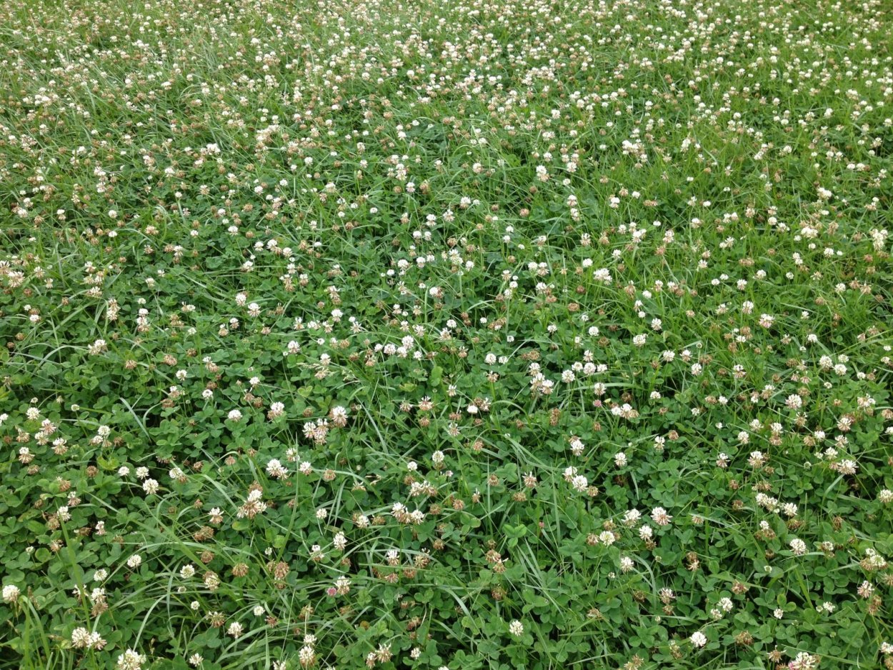 Клевер Луговой гербарий