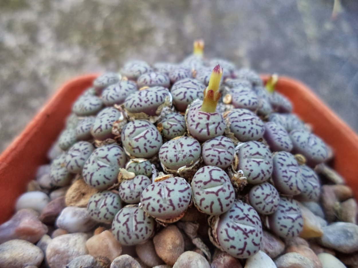 Conophytum Wittebergense