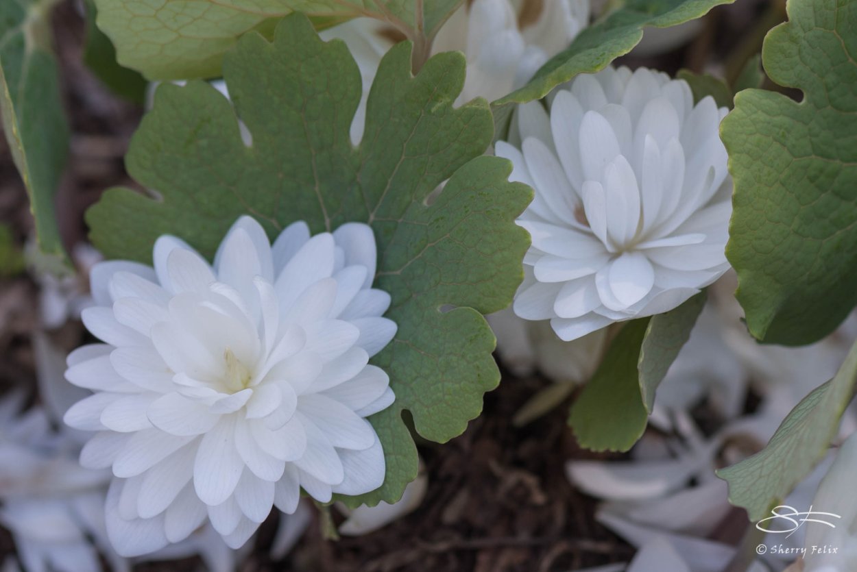 Сангвинария канадская Multiplex