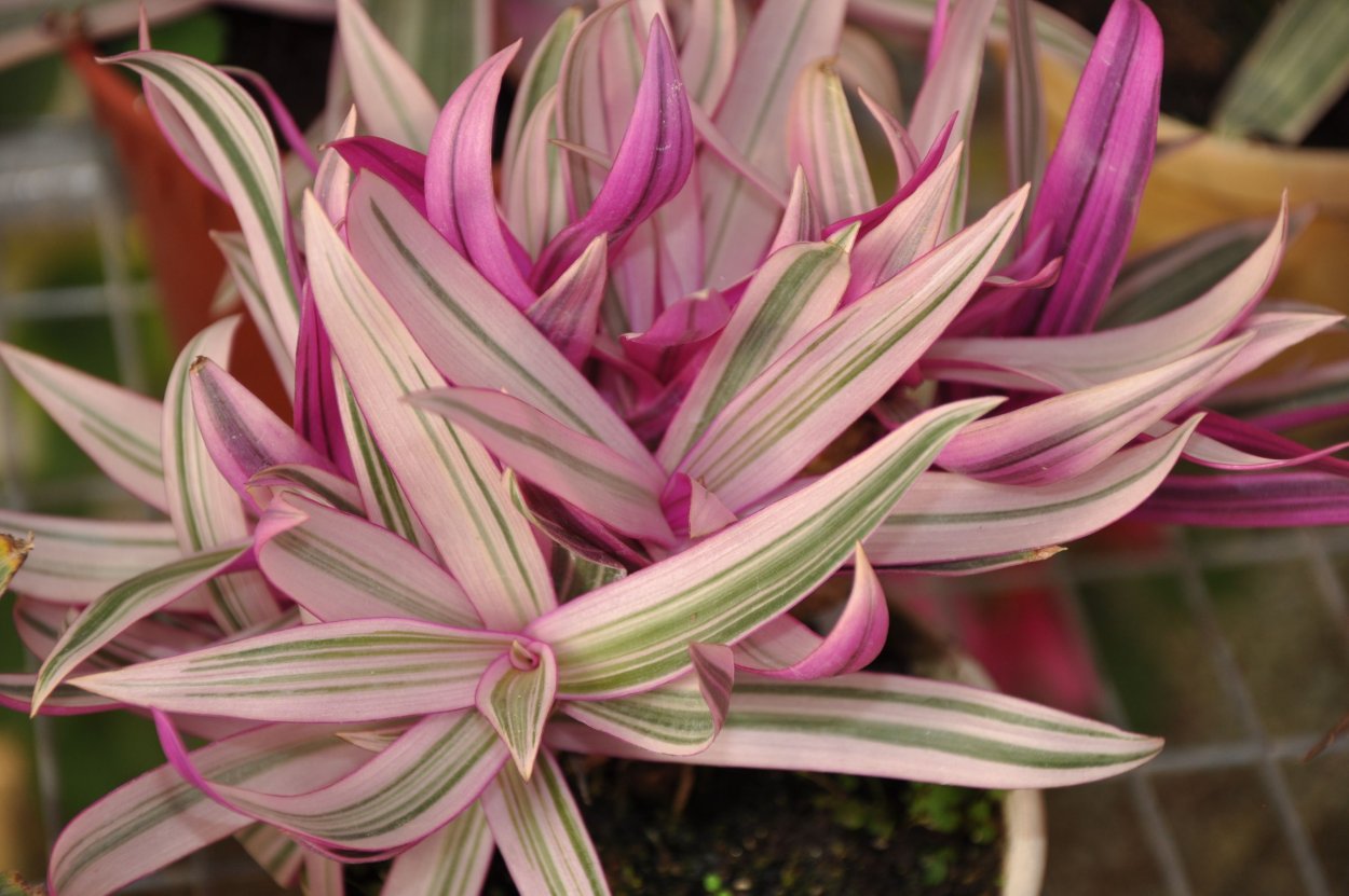 Традесканция зебрина