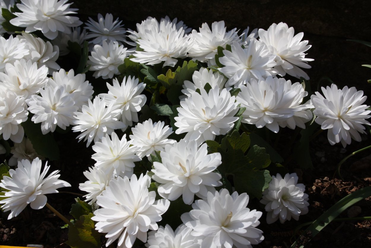 Сангвинария махровая