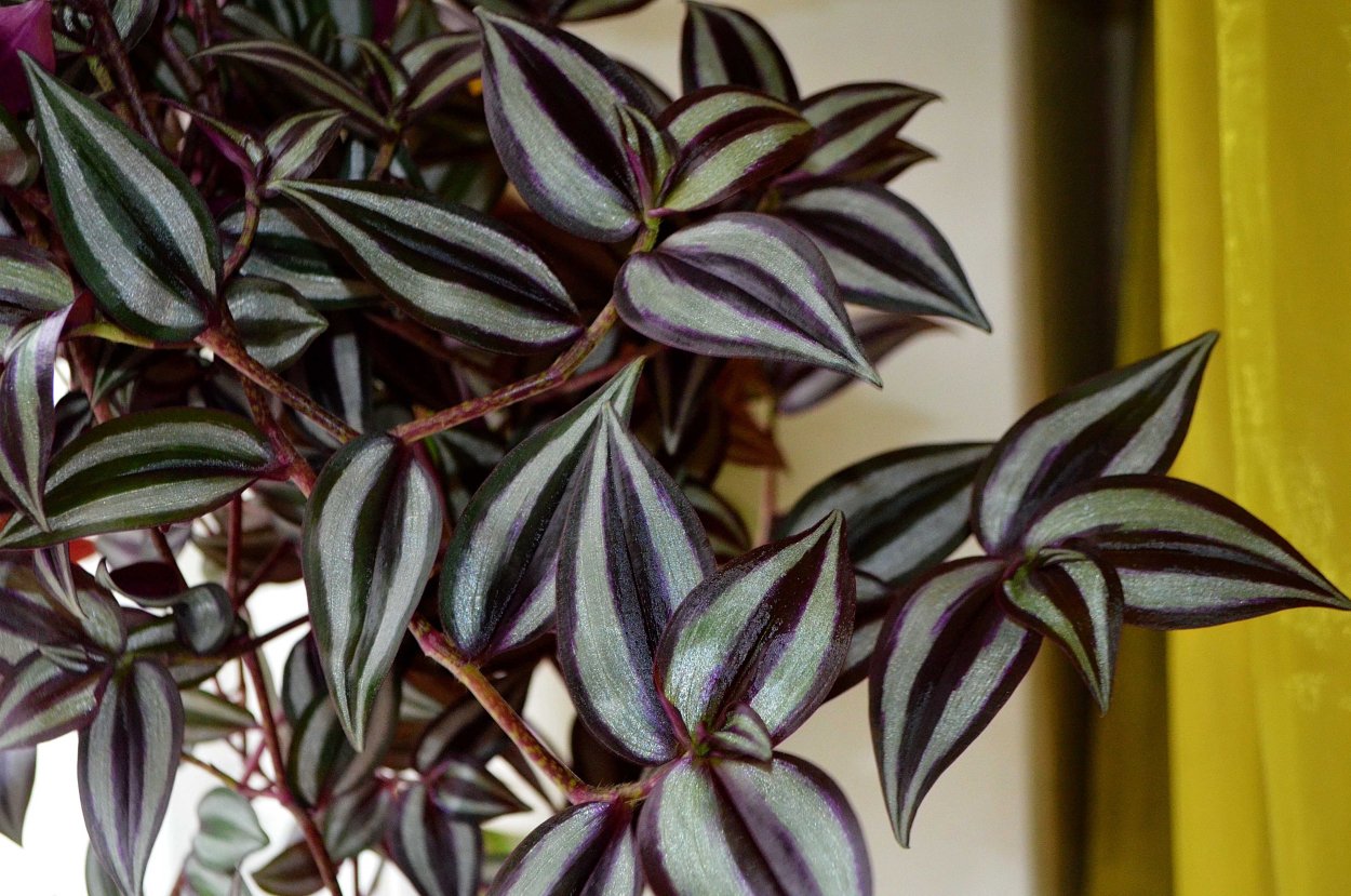 Агава фиолетовая