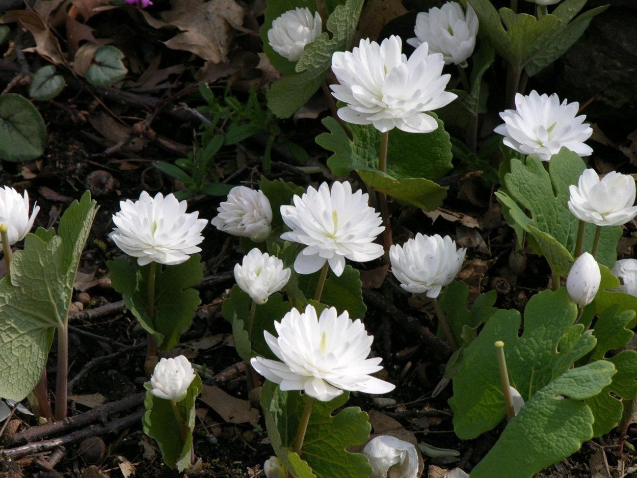 Сангвинария канадская махровая