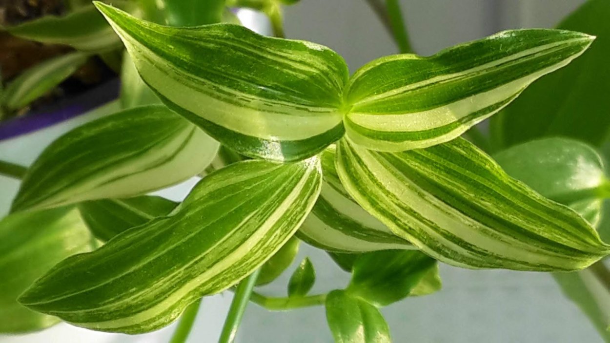 Традесканция Приречная вариегатная