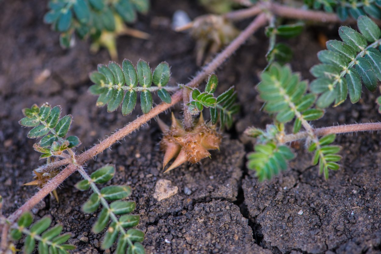 Якорцы стелющиеся шипы