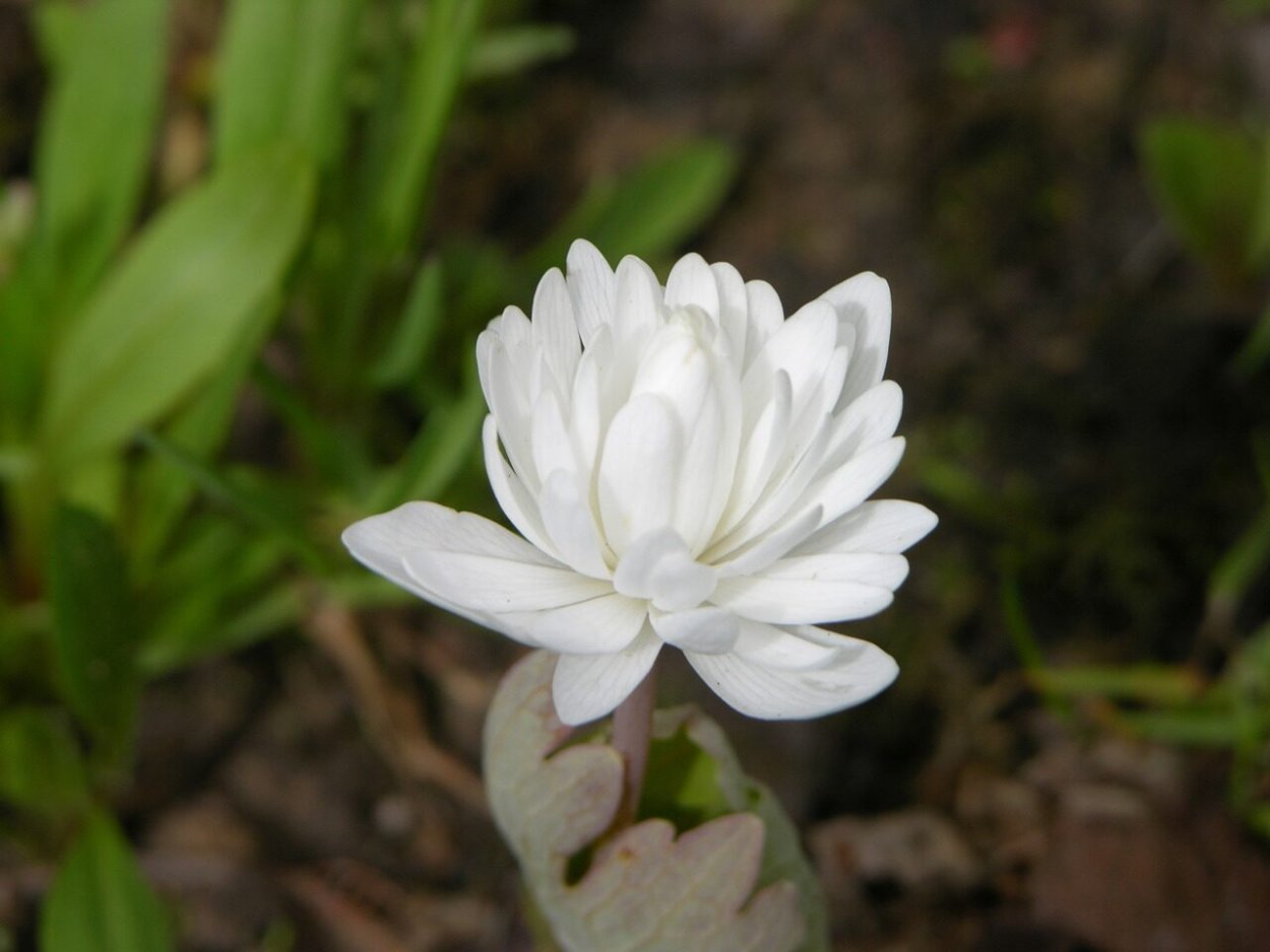 Сангвинария махровая