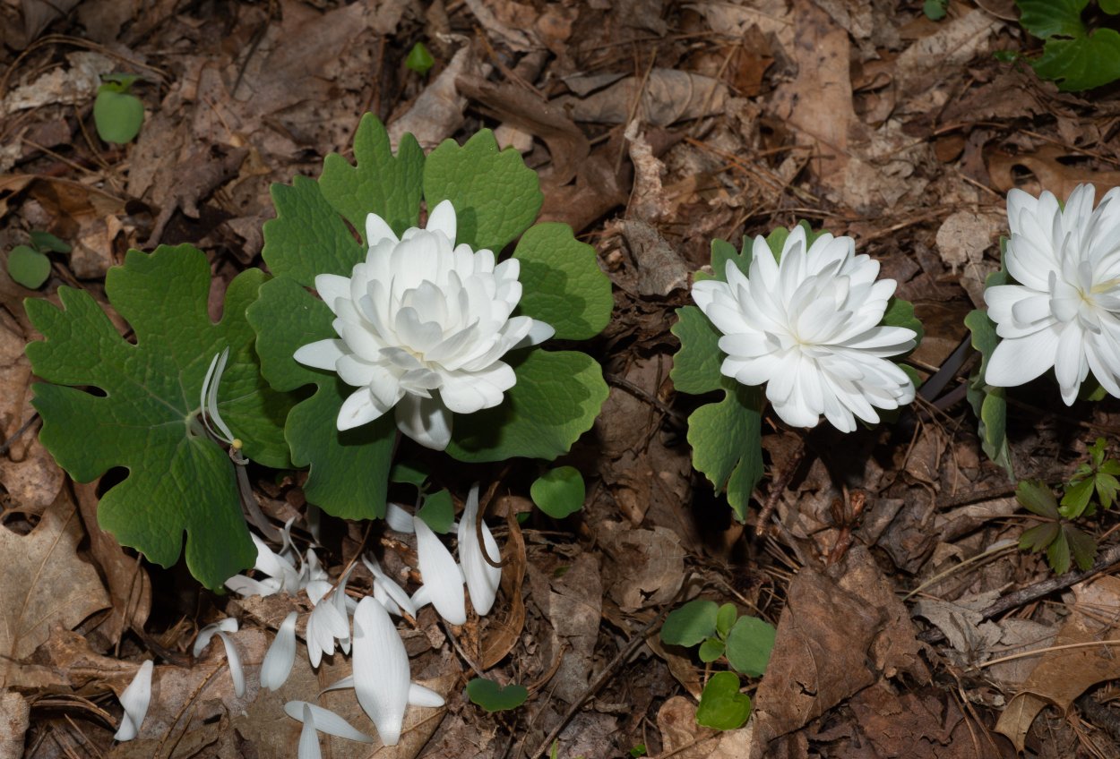 Сангвинария канадская махровая (Sanguinaria canadensis)
