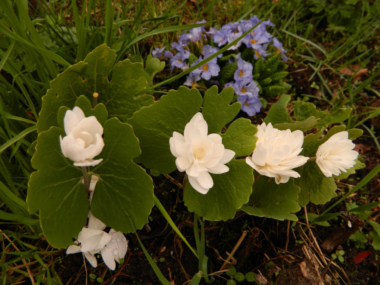Сангвинария Кровавый