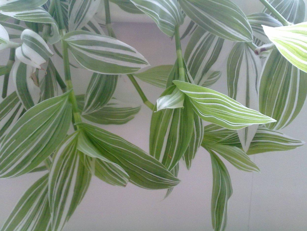 Традесканция «Callisia repens»