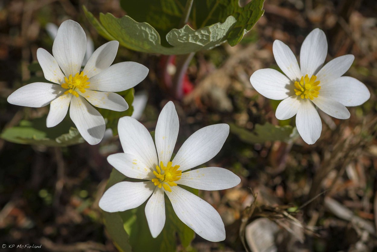 Сангвинария канадская махровая